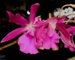 Cattleya skinneri X Encyclia cordigera