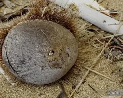 Cocos nucifera - semilla