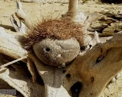 Cocos nucifera - semilla