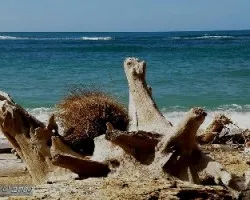 Cocos nucifera - semilla