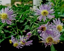 Aster tataricus