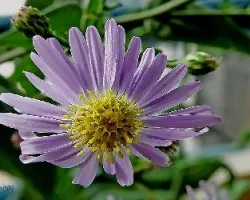 Aster tataricus