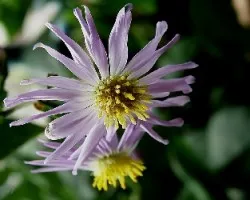 Aster tataricus