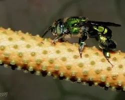Euglossa viridissima