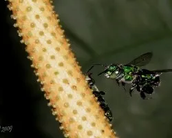 Euglossa viridissima