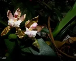 Aspacia epidendroides