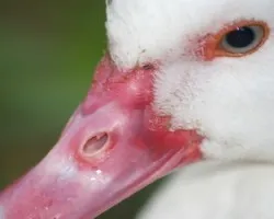 Rostro de pato