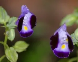 Flores01