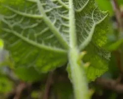 Hoja