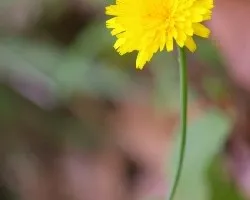 Flores02
