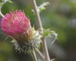 Flores03