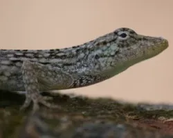 Lagartija