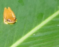 Rana