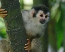 Mono Titi