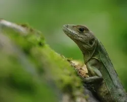 Iguana