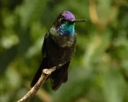 colibri 1