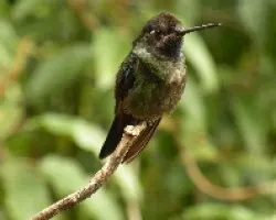 colibri 2