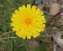 flor 1