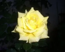 flor 2