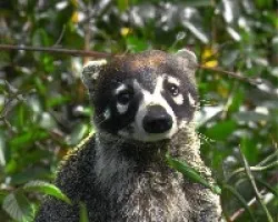 pizote