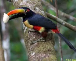 Pteroglossus frantzii