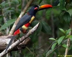 Serie de Pteroglossus Frantzii