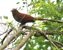 Piaya cayana