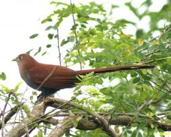 Piaya cayana