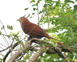 Piaya cayana (Bobo Chizo, Cuco Ardilla)