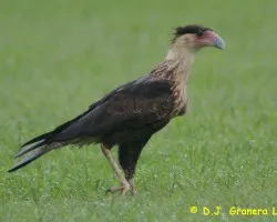 Caracara cheriway ADULTO (Caracara Cargahuesos, Querque, Quebrantahuesos)