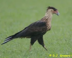 Caracara cheriway ADULTO (Caracara Cargahuesos, Querque, Quebrantahuesos)