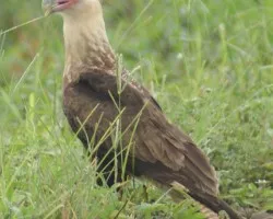 Caracara cheriway INMADURO (Caracara Cargahuesos, Querque, Quebrantahuesos)