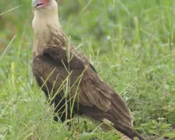 Caracara cheriway INMADURO (Caracara Cargahuesos, Querque, Quebrantahuesos)