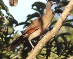 Ortalis cinereiceps (Chachalaca Cabecigr?s, Pavita)