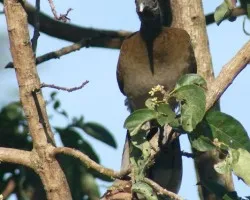Ortalis cinereiceps (Chachalaca Cabecigr?s, Pavita)