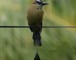 Eumomota superciliosa (Momoto Cejiceleste, P?jaro Bobo)