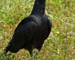 Coragyps atratus (Zopilote Negro, Gallinazo, Zoncho)