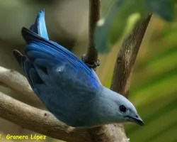 Thraupis episcopus (Tangara azuleja, Viuda)