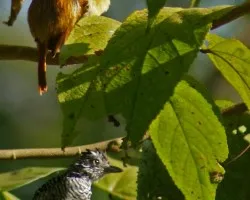 Thamnophilus doliatus