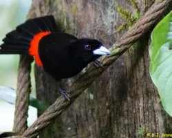 Tangara Lomiescarlata, Rabadilla, Sangre de Toro, Terciopelo (HEMBRA)