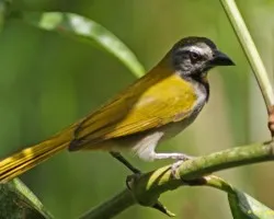 Sinsonte Verde, Saltador Gorgianteado, Chayotero, Chojui, Comepuntas