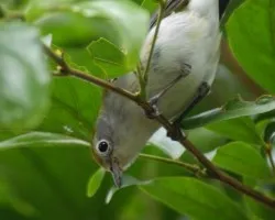 Dendroica pensylvanica
