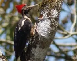 Dryocopus lineatus (Carpintero Lineado - Hembra)