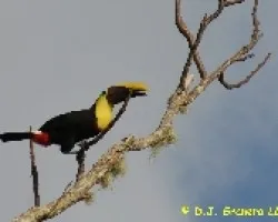 Ramphastos swainsonii (Tuc?n Pechigualdo)