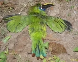 Aulacorhynchus prasinus