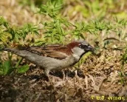 Passer domesticus (Gorrión Com?n - Macho)
