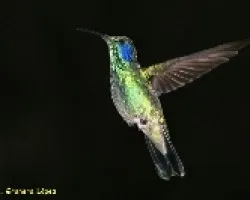 Colibri thalassinus (Colibr? Orejiviol?ceo Verde)