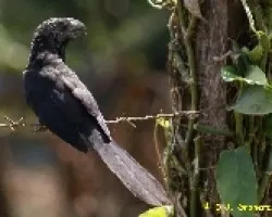 Crotophaga ani (Garrapatero Piquiliso o Ani, Tijo, Tinco)