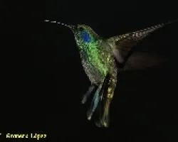 Colibri thalassinus (Colibr?  Orejiviol?ceo Verde=