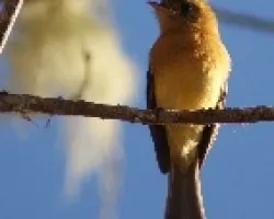 Contopus ochraceus